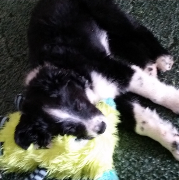 Meet your Posher, Gracia - Picture 3 of 3